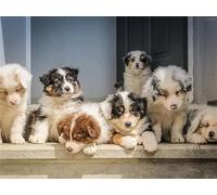 Peinture diamant 5D DIY Chiots de berger australien Kit peinture diamant 5D, diamant broderie point de croix, diamant peinture artisanat artistique pour maison, décoration 40 x 60 cm