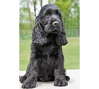 Peinture diamant 5D pour enfants Cocker Spaniel chien noir, peinture par numéros pour adultes, cadeaux d'anniversaire 50 x 60 cm