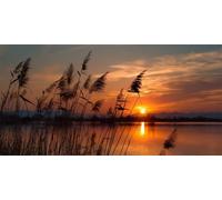 Peinture Diamant Adulte Coucher de Soleil 90x180cm, 5D Diamond Painting Roseaux Grand Format, Diamond-Painting Diamant Strass Point de Croix Cristal Painting Pour Cadeaux Murale Décoration (RD613)