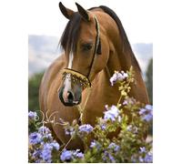 Peinture Diamant - Cheval - 5D - 30x40cm - Kit Complet - Décoration Murale