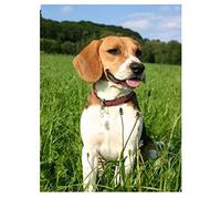 Peinture Diamant Painting Chien Beagle Complet Peinture Numero Adulte Strass Broderie Diamant Art Dots Point De Croix 30x40cm Grand Diamond Painting Enfant Canevas Tableau Maison Décor Murale