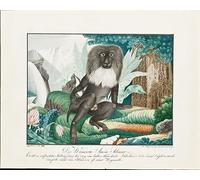 Peinture Murale d'art l'image Affiche en toile Célèbre un macaque par Aloys Zötl pour le décor de couloir 60x90cm