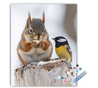 Peinture Numero Adulte éCureuil Peinture par Numéros Adulte Oiseau, Kits Creatif DIY Artisanat Avec Pinceaux et Acrylique, pour Décoration Murale Maison, Cadeau Cadeau 60x80 cm Sans Cadre f6-1601