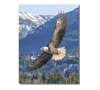 Peinture Numero Adulte Kits avec Cadre Animal, Peinture par Numero Adultes ou Enfant Aigle, DIY Loisirs Créatifs d'art, avec Pinceaux et Acryliques, pour Décoration Maison Cadeau 40x55 cm KSWDK646