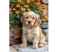 Peinture Numero Enfant Chien Peinture par Numero Fleur Paint by Numbers, Loisir Creatif Adulte DIY Kit Creatif Adulte Canevas Painting pour Décoration Murale, Cadeau Femme Avec Cadre 30x40cm 8-J147