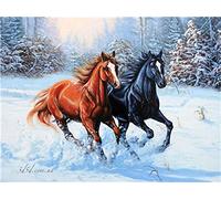 Peinture par Numero 40x50cm Modèle Animal Cheval Numero D Art Toile Peinture Canevas Peinture Enfant Kits avec Brosses et Acryliques de Peinture pour Adultes sans Cadre