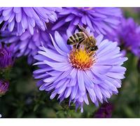 Peinture par Numéro Adulte avec Pinceaux et Acrylique DIY Toile Peintures Kits Paint by Numbers pour Adultes Enfants Débutant,pour Décor Lntérieure Maison sans Cadre 40x50cm,Abeille fleur violette