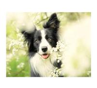 Peinture par Numero Adulte,Border collie sans Cadre DIY Acryliques Peinture Numero,Kit de Peinture à l'huile sur Toile pour Débutants avec Brosses et Acryliques Peintures pour Maison Décor 30x40 cm
