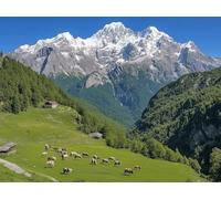 Peinture par Numero Adulte Montagne Peinture Numero, Paint by Number Prairie Paint by Numbers for Adults Kit Peinture avec 3 Pinceaux et Acrylique pour Decoration Chambre, Cadeau 50x40 cm -yym2501206