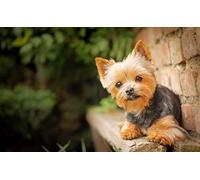 Peinture par numéros - Chien Yorkshire Terrier - Peinture à l'huile à faire soi-même - Pour enfants et adultes débutants - Avec pinceaux et peintures acryliques