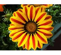 Peinture par numéros Fleur rouge-jaune M992295