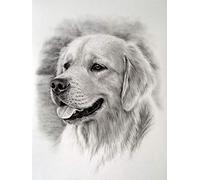 Peinture par numéros pour adultes Golden retriever animal bricolage kits de peinture à l'huile peinture pour animaux de compagnie par numéro dessin sur toile peint à la main Art Home Decor cadeaux