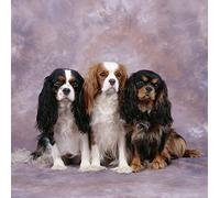 Peinture par numéros pour adultes - Kit de peinture à l'huile par numéro - Motif Cavalier King Charles Spaniel - Kit de peinture sur toile pour décoration murale - 40,6 x 50,8 cm - Sans cadre