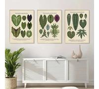 Peinture sur toile représentant Anthurium, Colocasia, Alocasia, feuillage, plantes, impressions rétro, affiches en pot de fleurs, art mural, décoration de salon, 50 x 70 cm, 3 pièces, sans cadre