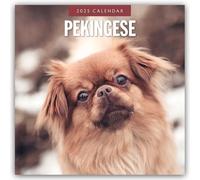 Pekingese - Pekinese - Peking Palasthund 2025 - 16-Monatskalender: Original Red Robin Publishing Ltd-Kalender [Mehrsprachig] [Kalender]