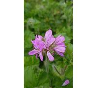Pelargonium 'Attar of Roses' / Géranium au parfum de rose/Conteneur de 3 à 4 litres/Vivace Odorante
