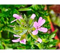 Pelargonium graveolens 'Citronella' / Géranium au parfum de citron/Conteneur de 3 à 4 litres/Vivace Odorante
