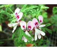 Pelargonium radens/Géranium au parfum de citron/Godet