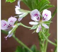 Pelargonium scabrum/Géranium au parfum de citron/Godet