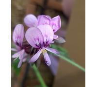 Pelargonium x 'Lycée Horticole de Blois' / Géranium au parfum de coco/Conteneur de 3 à 4 litres