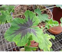 Pelargonium x tomentosum 'Chocolate' / Géranium au parfum de menthe chocolat/Conteneur de 3 à 4 litres/vivace Odorante