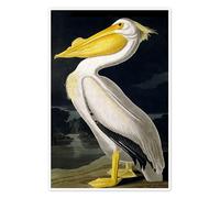 Pélican d'Amérique Poster de John James Audubon 90 x 130 cm Tableaux Décoration murale