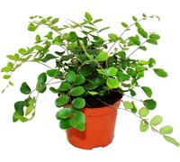 Pellaea rotundifolia - Pelle ou fougère primitive du monde - pot 9cm