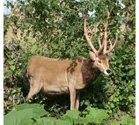 Peluche Cerf 100 Cm Anima