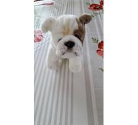 Peluche Chien Bulldog Français Assis 30 Cm - Anima