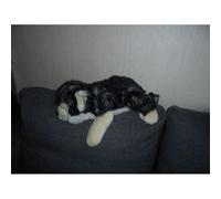 Peluche Chien Husky Assis - 38cm