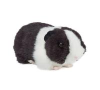 Peluche Cochon d'Inde noir sonore