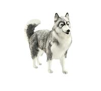 Peluche - HANSA - Husky gris - 70cm - Intérieur - Enfant - Mixte