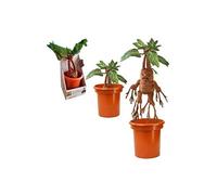 Peluche interactive - Harry Potter - Mandrake - Marron - Enfant - Effets sonores