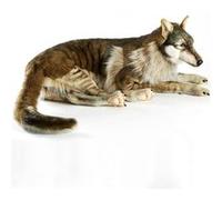Peluche loup couché géant 125 cm Multicolore G