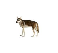 Hansa Peluche Geante Loup 4 Pattes 105cml