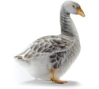 peluche oie cendrée grise Anima 42 cm G