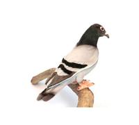 Hansa Toy Peluche Pigeon voyageur 20 cm Anima