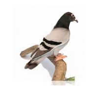 Hansa Toy Peluche Pigeon voyageur 20 cm Anima