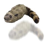 Peluche raton laveur trucs magiques avec animal à ressort