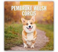 Pembroke Welsh Corgis 2026 Square Wall Calendar