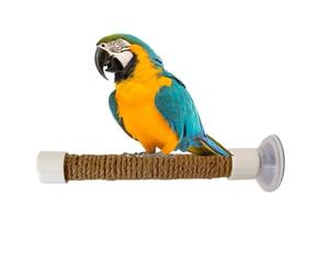Penca de fenêtre pour oiseaux, ventouse coupe d'oiseaux Perca, support d'entraînement de perruches | Coupe d'aspiration d'entraînement de cage de jouet portable pour cacatoès Macaket Wind