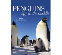 Penguins: Spy in the Huddle – Acorn – DVD – Import