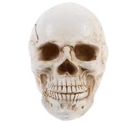 PENIKOKO Enseignement Anatomie et Formation et Précis pour Études et Expositions