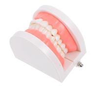 PENIKOKO Modèle Standard pour Enseignement Oral Modèle de Brossage Carie Outil Éducatif pour Thérapie et