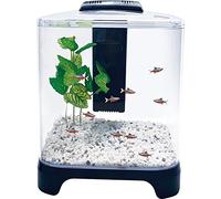Penn Plax Betta Kit d'aquarium avec lumière LED et Filtre Interne, Taille de Bureau, 5 l