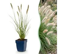 Pennisetum alop. Hameln - Herbe à lampes - À panicule - Verte - 12 plants - 15-25cm - Ø11cm - Plante de jardin