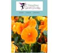 Pensée Orange -petite merveille dans le jardin