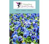 Pensée 'Perfection Blue' Blau -petite merveille dans le jardin