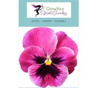 Pensée Rose -petite merveille dans le jardin