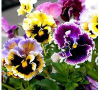 Pensées Rococo Mélange graines - Viola × wittrockiana